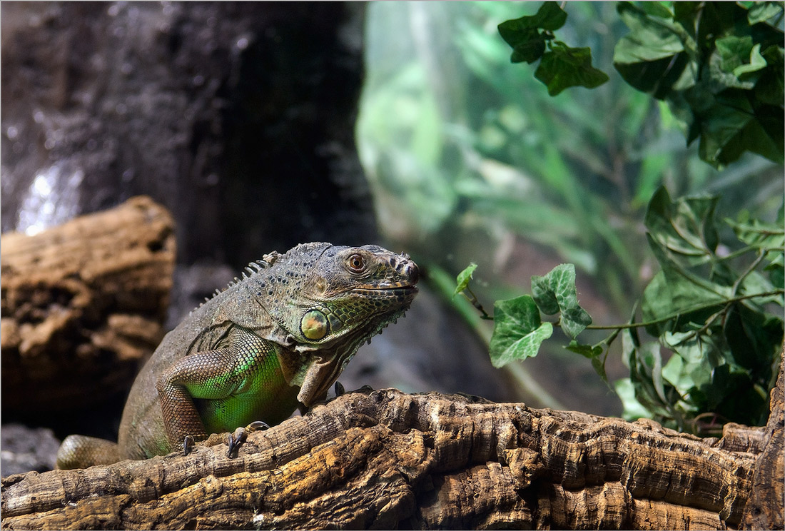 Gestellte - Ich bin gekommen,