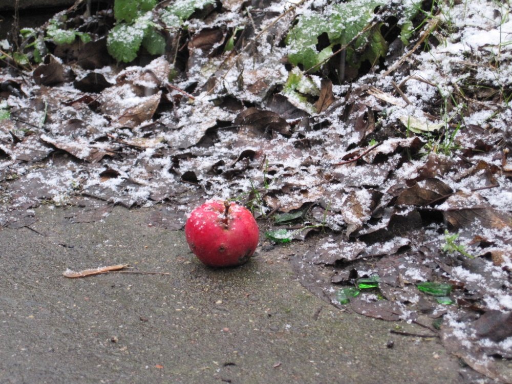 Äpfel im Schnee