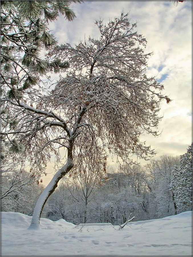 W Neues Jahr, Syabry!