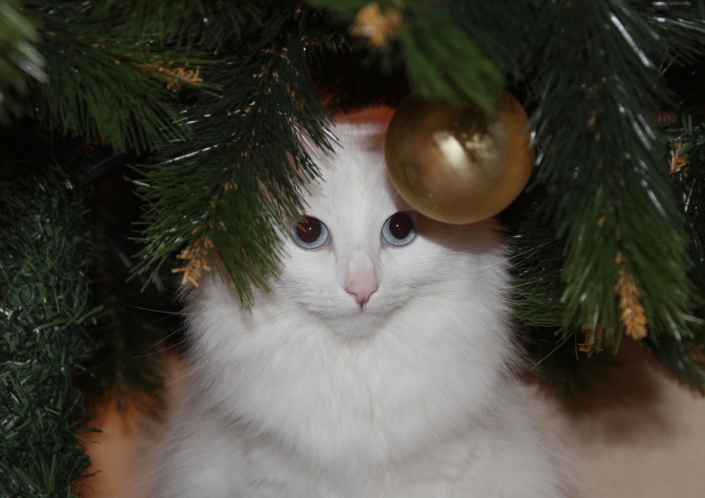 Das Schneeflöckchen