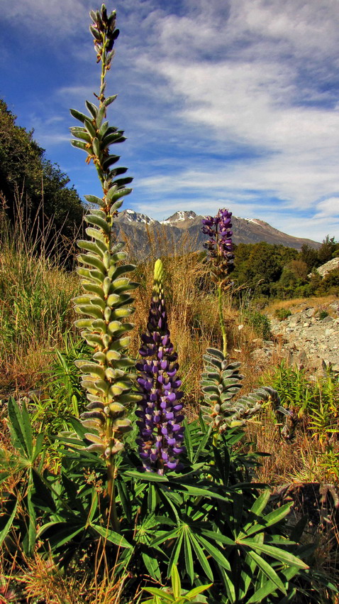 Flora of New Zealand