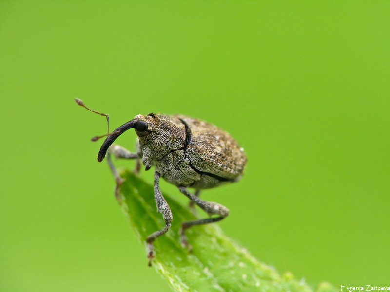 Weevil