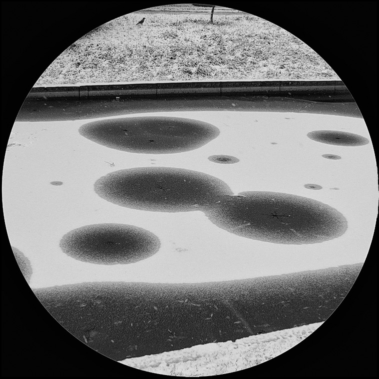 Im vergangenen Jahr Schnee, ein Rabe und die Gemeinde ....