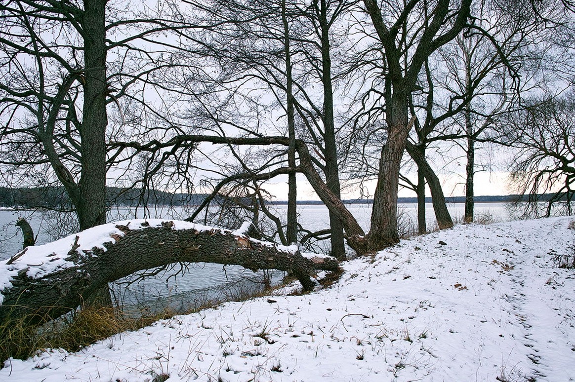 Von dem Baum des Lebens - 2