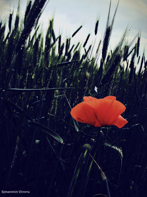 Mohn