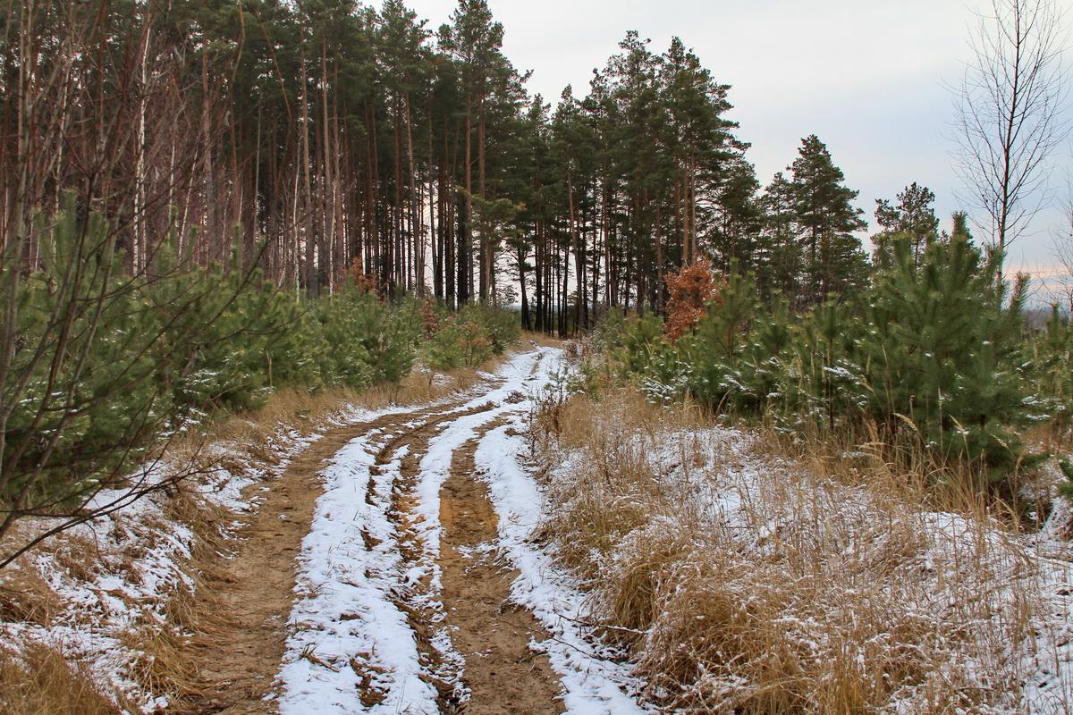 Auf dem ersten Schnee.