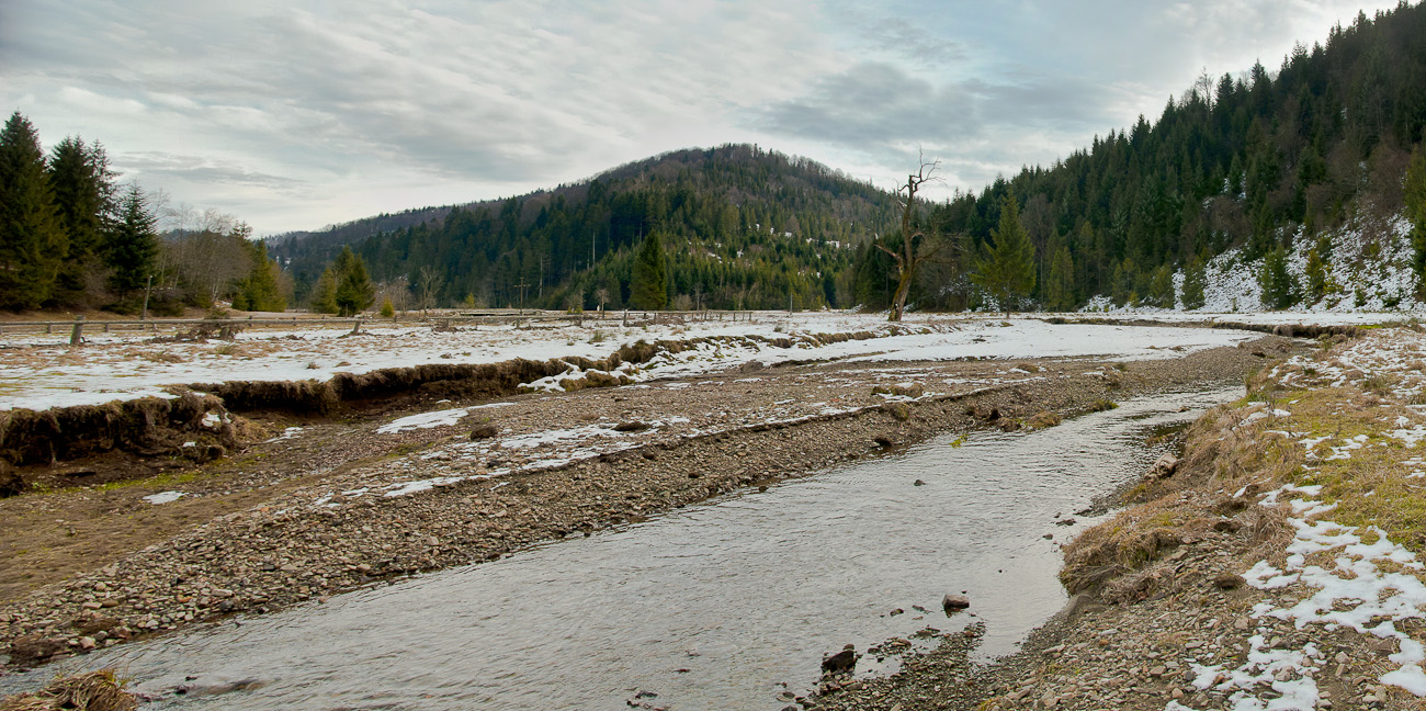 Dirigent des Orchesters des Waldes