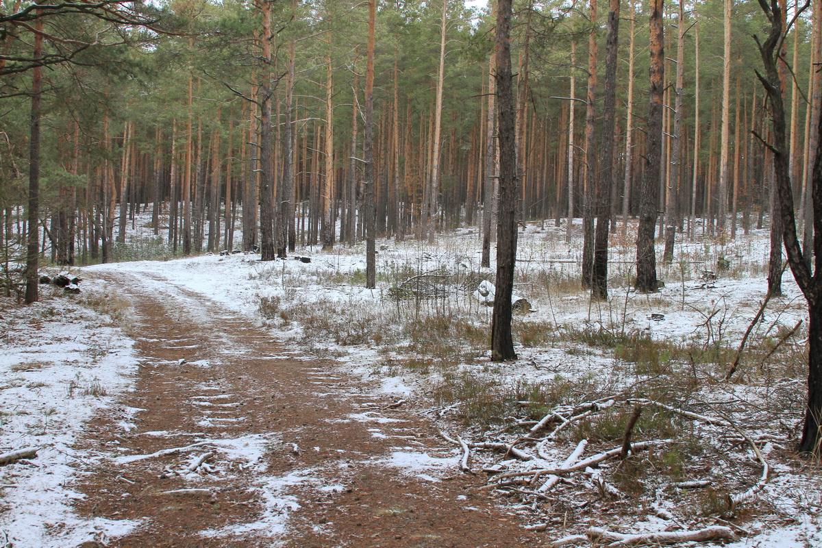 Fast ein Winterwald.