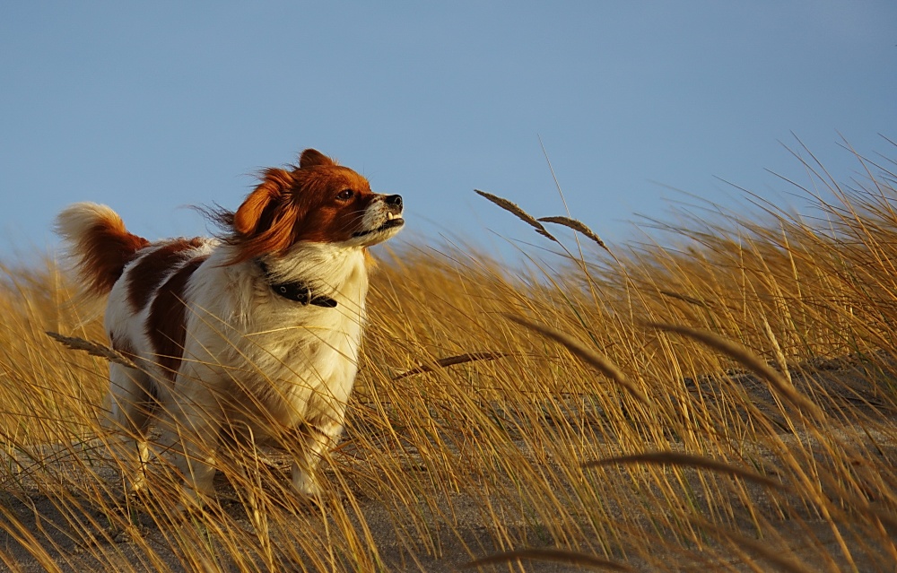 Mein treuer Weggefährte