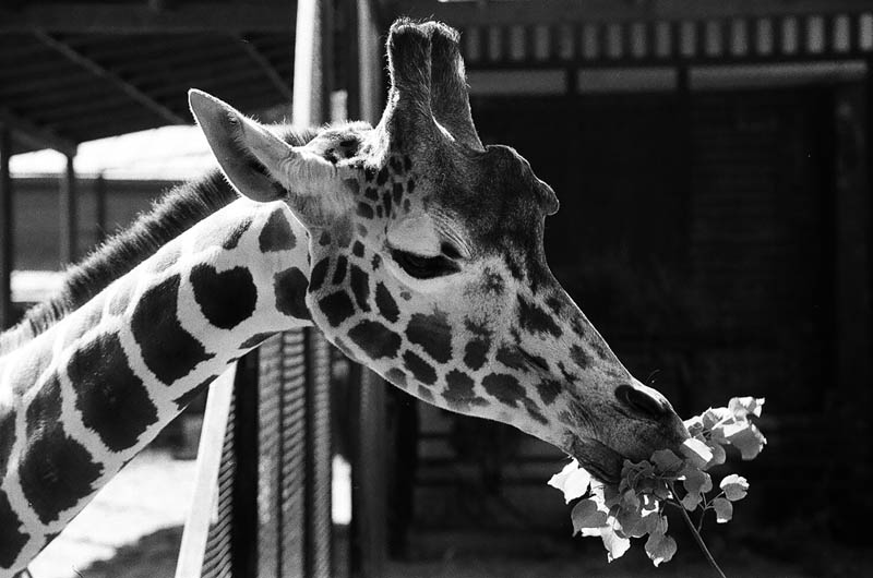 Giraffen. Blumenstrauß zum Valentinstag