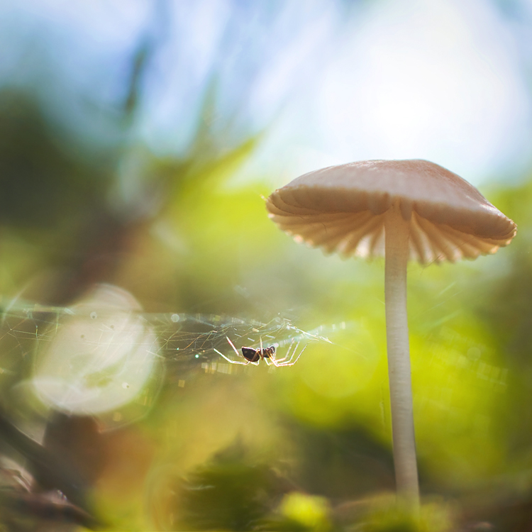 Spider und sein Haus.