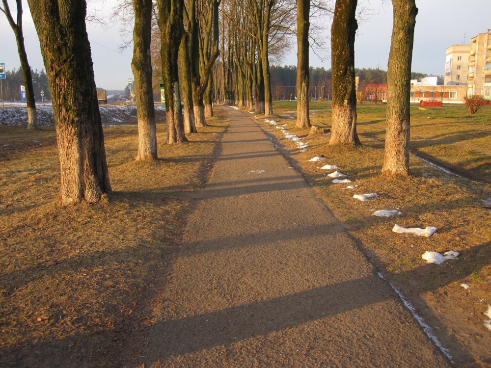 Die Bäume auf dem Bürgersteig