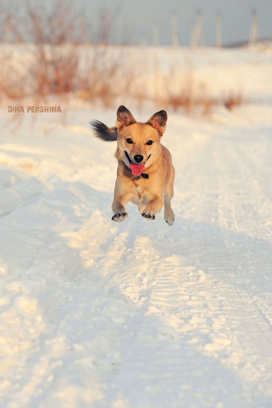 Toby (der Hund, der immsmiling wird :))