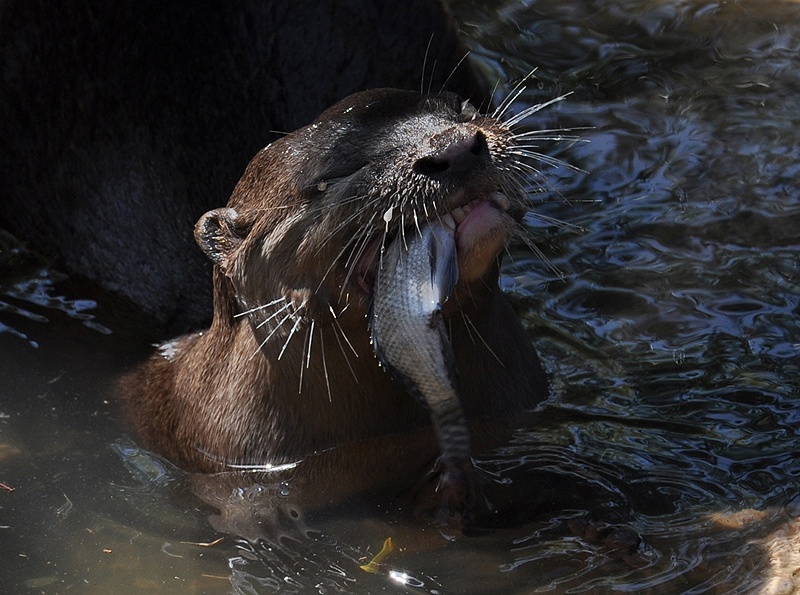 Hering unter einem Pelzmantel