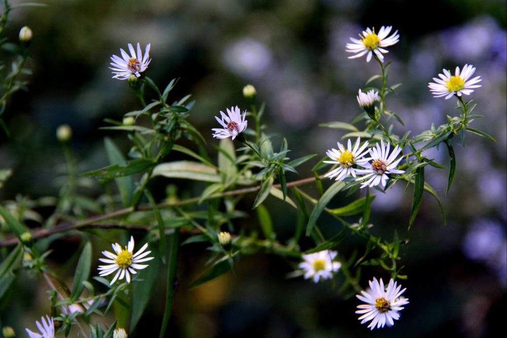 Blumen auf dem Felde