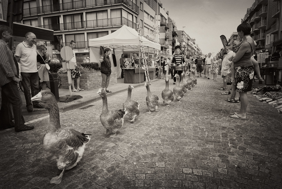 Gänse wurden auf der Straße getroffen ...