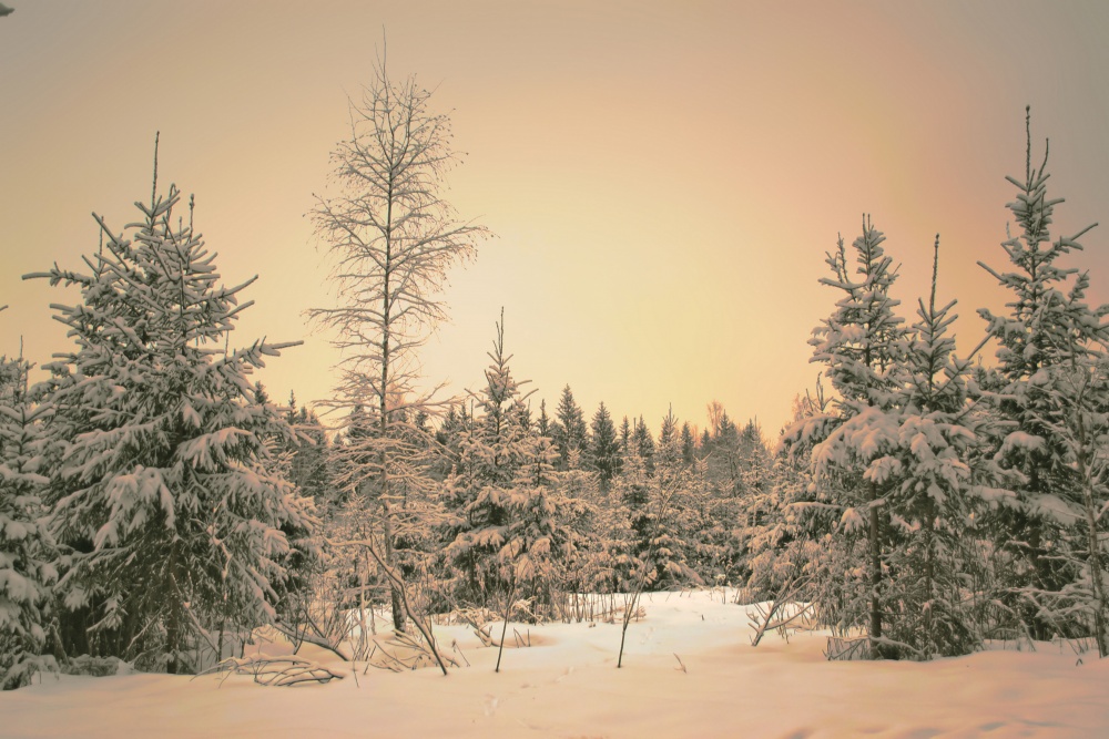 Enchantress Winter verzaubert, Waldbestände ...