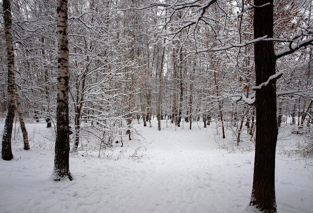 Winter-Grove ...