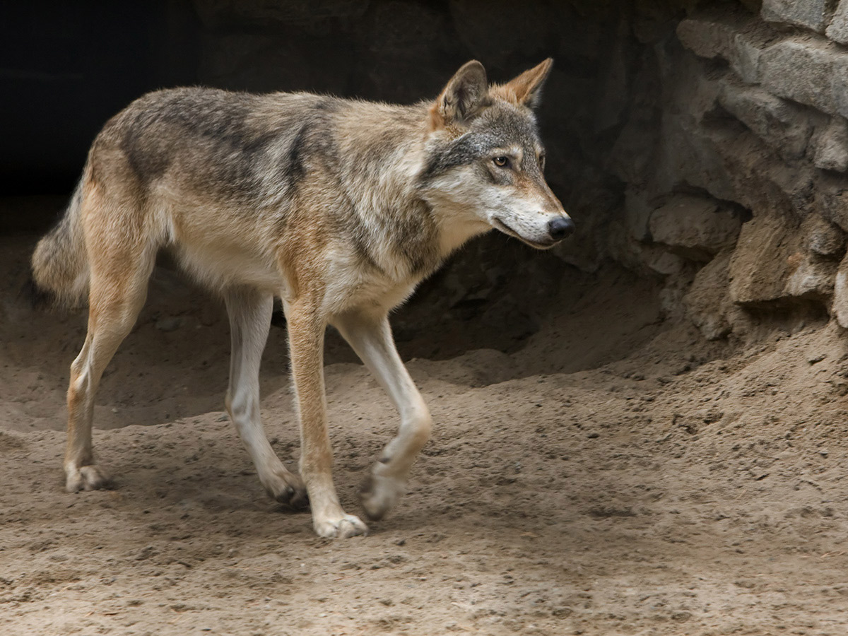 Grey Wolf