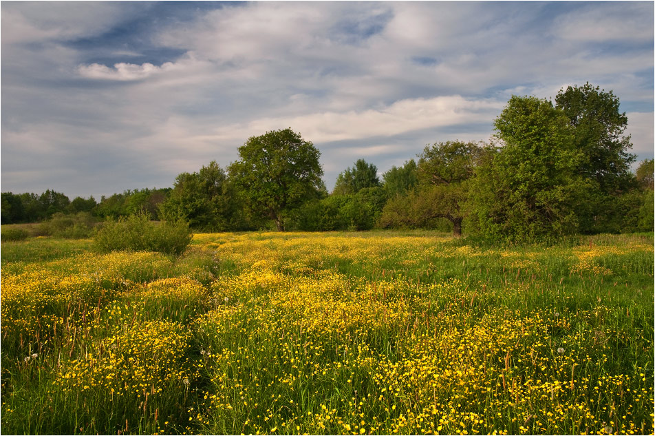 Über den Butterblumen