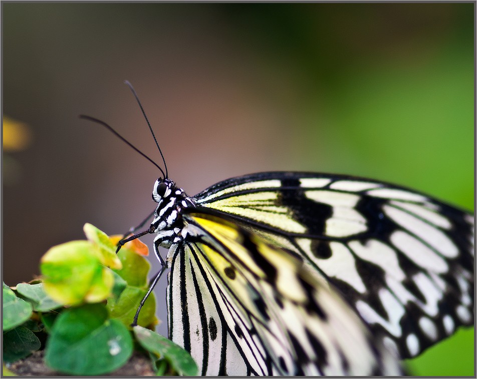 Über ein Schmetterling