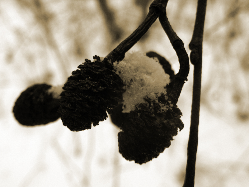 Haselnüsse für Aschenbrödel