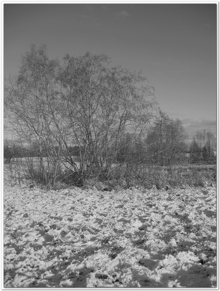 Es ist ein Busch, aber das Bild ist leer