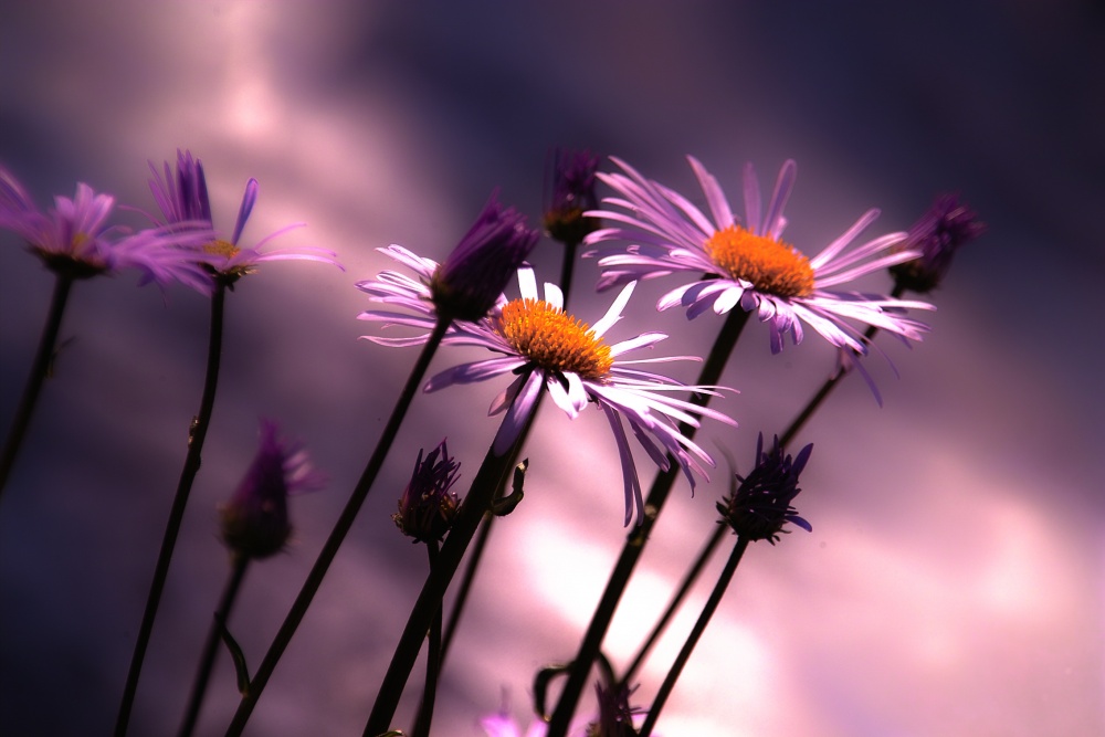 Lavendel-Stimmung ...