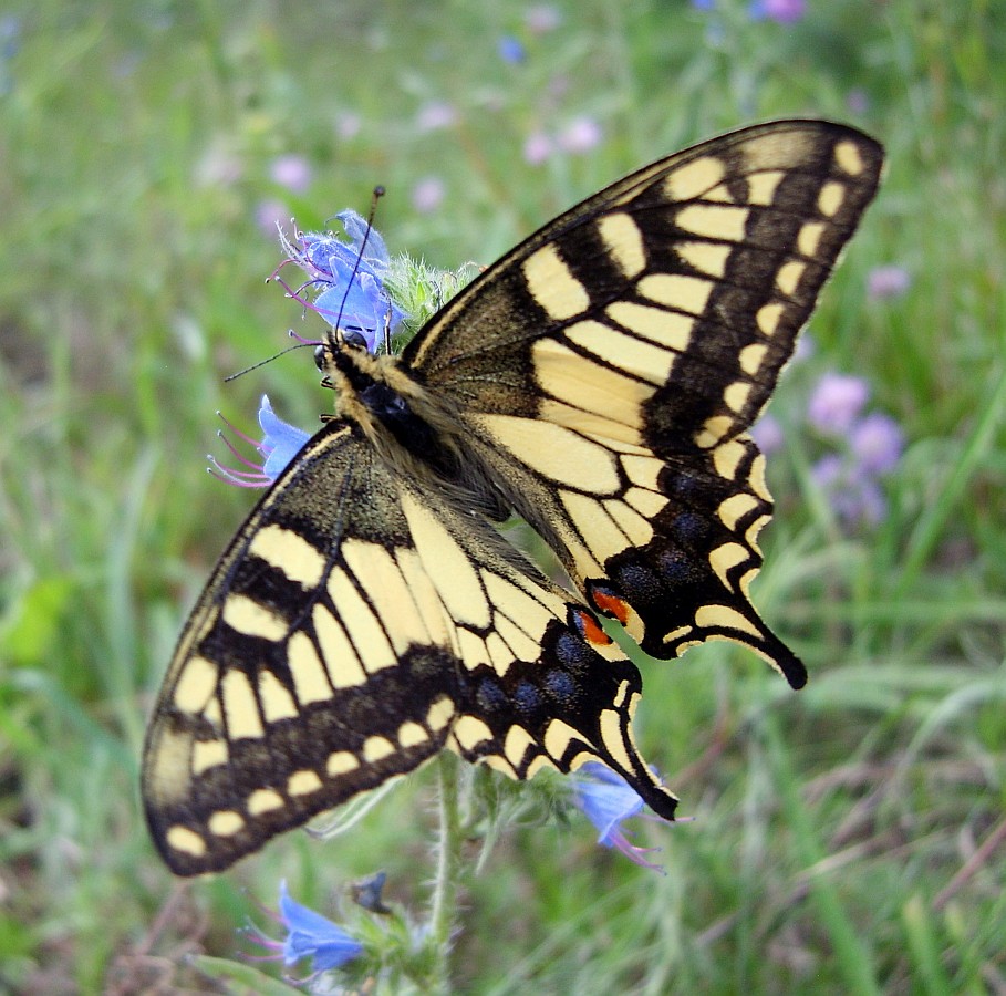 Ein Moment der Sommer
