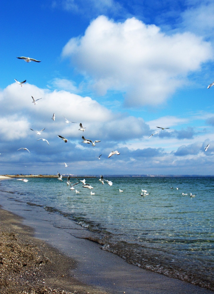Strand von Odessa nativen