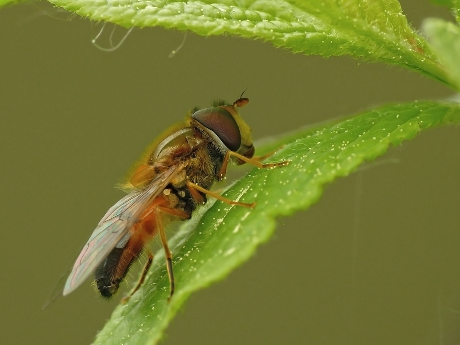 Fly - zhurchalka Leucozona Glaucia