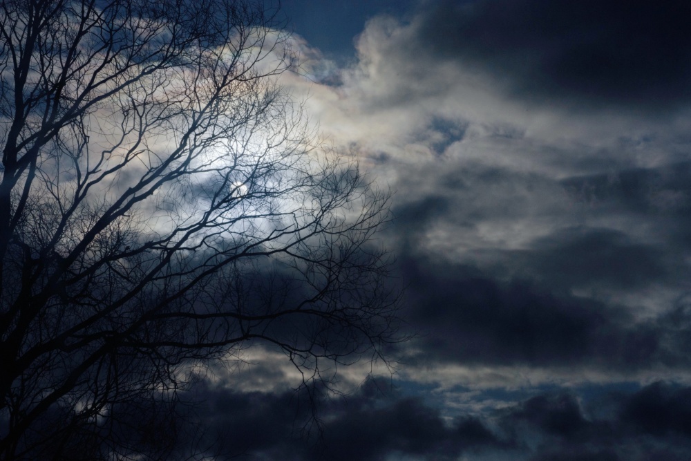 verstrickt in den Zweigen gespannt ...