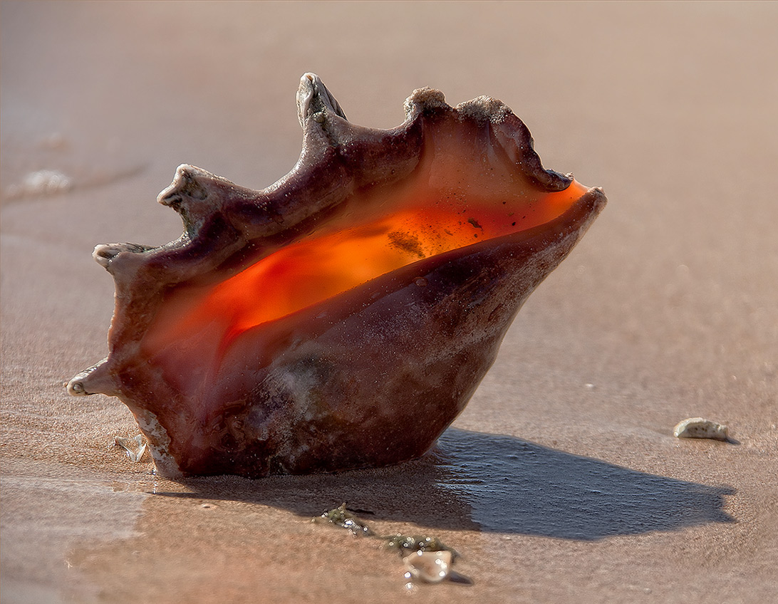 Zauberhafte Geschenke des Roten Meeres