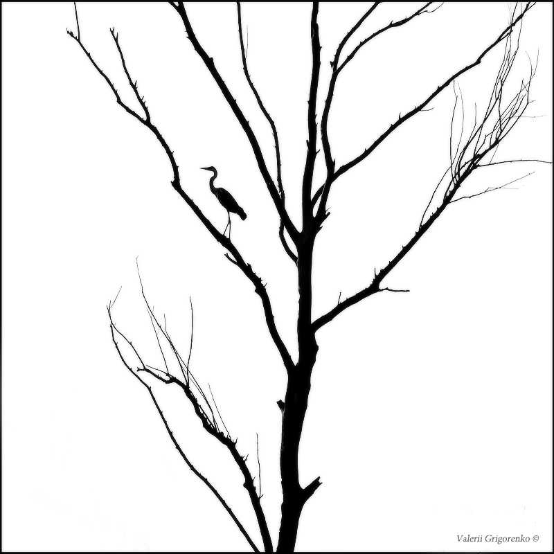 Studium der Natur in Schwarz-Weiß