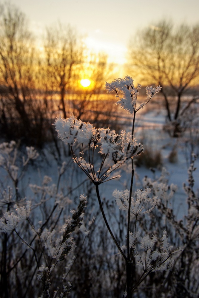 Die Januar-Rückgang.