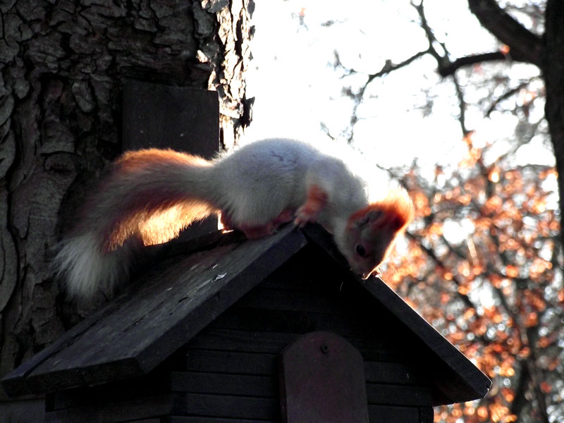 Wer ist teremochke Leben?