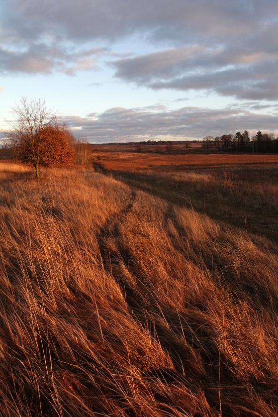 gemahlener Ingwer Fell