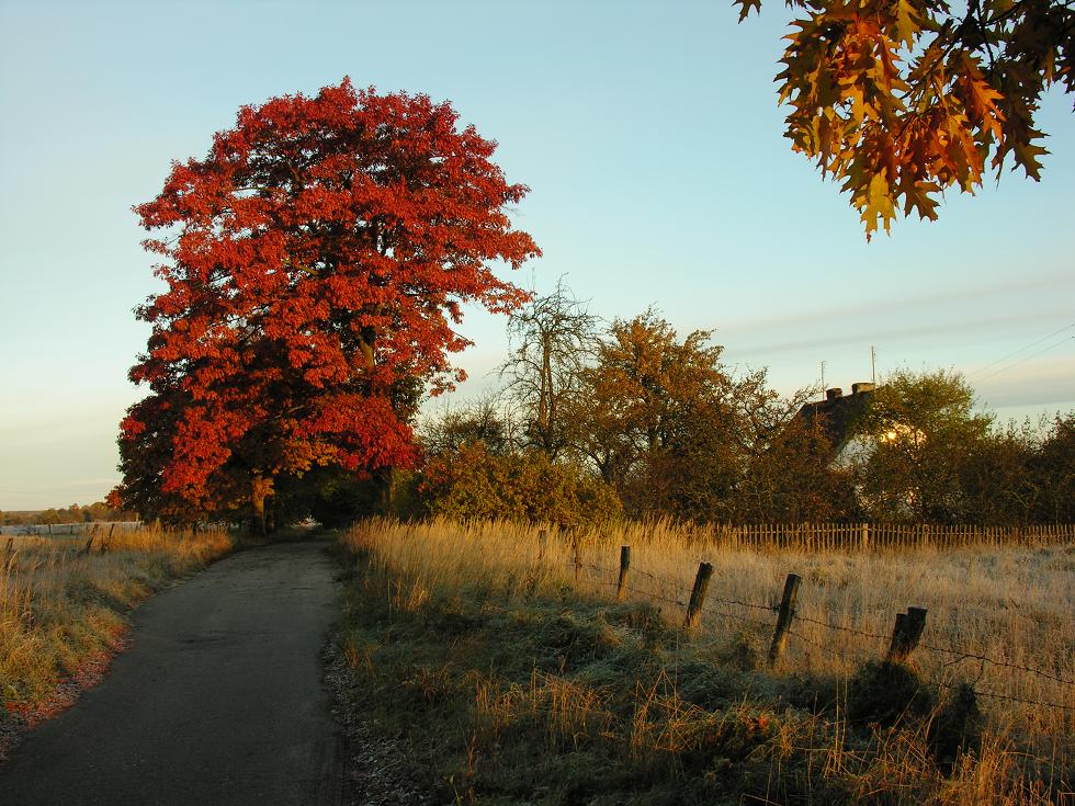 Dawn auf dem Bauernhof