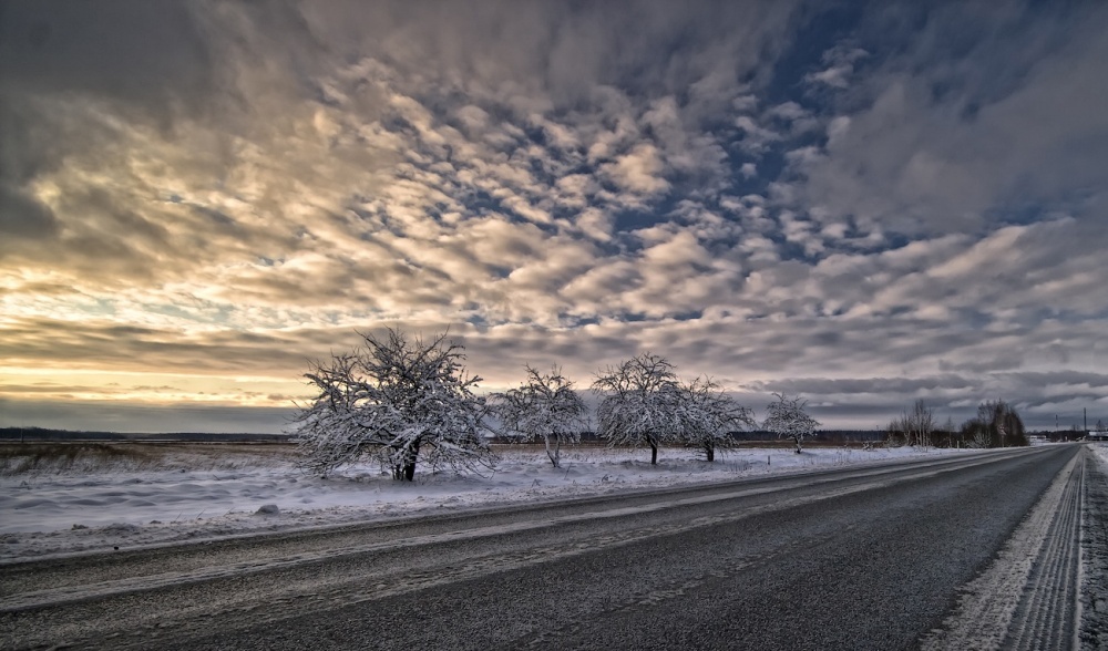 Blüte auf der Seite der Winterapfel