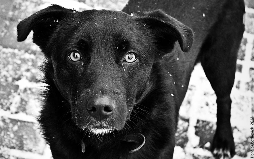 Dog - Der Landstreicher