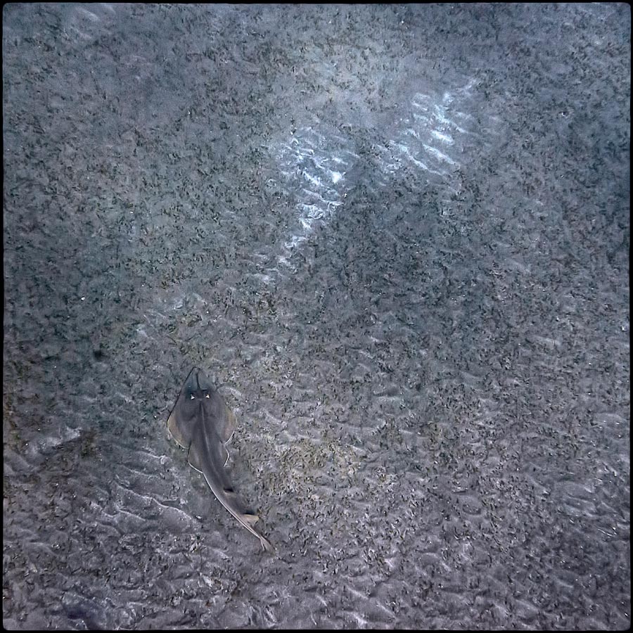 Scat akulohvosty. (Gitarnik)