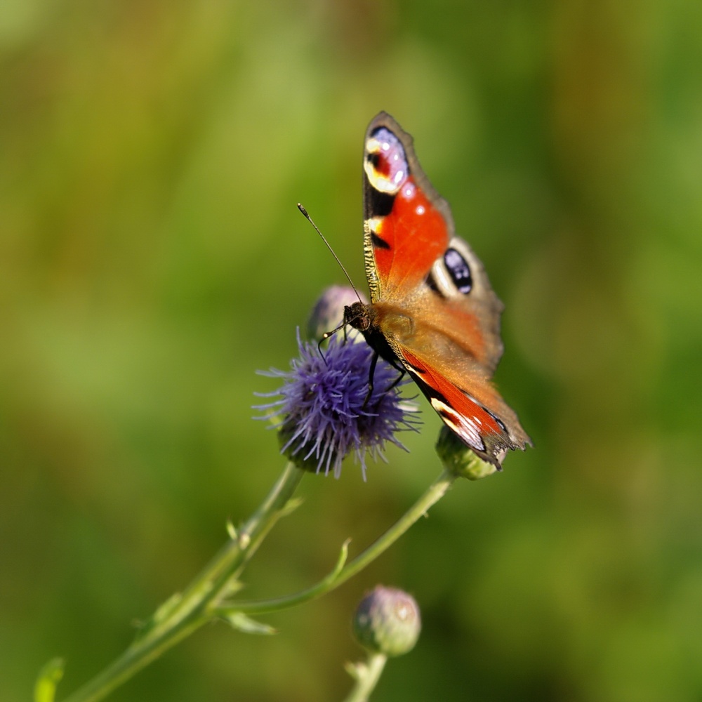 Das mitten im Sommer.