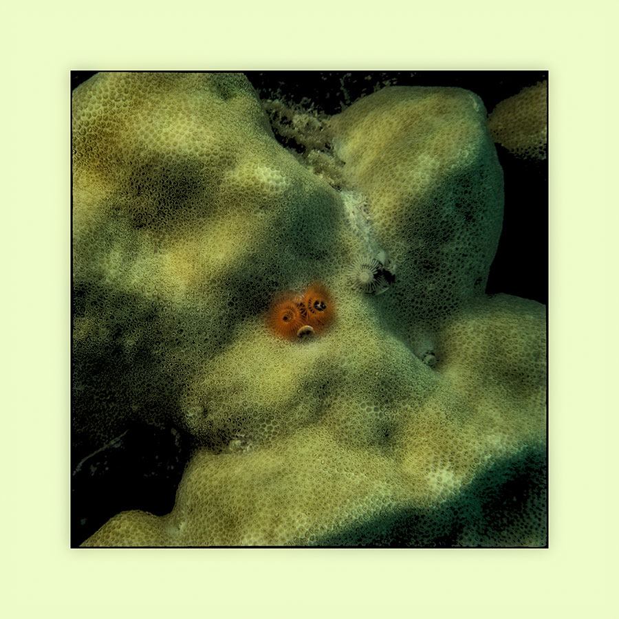 Textur der Unterwasserwelt