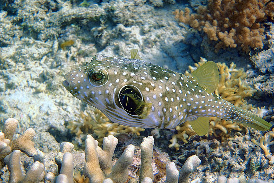 Was denken Sie, es aufgeblasen wird?