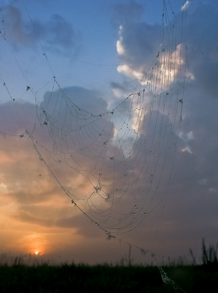 in den Netzwerken des Web