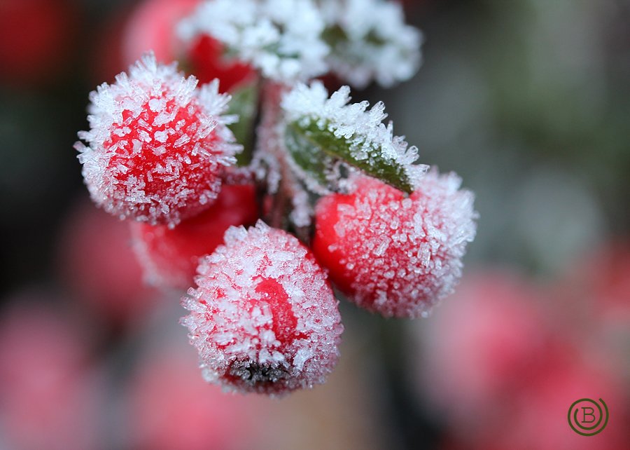 The first January frosts