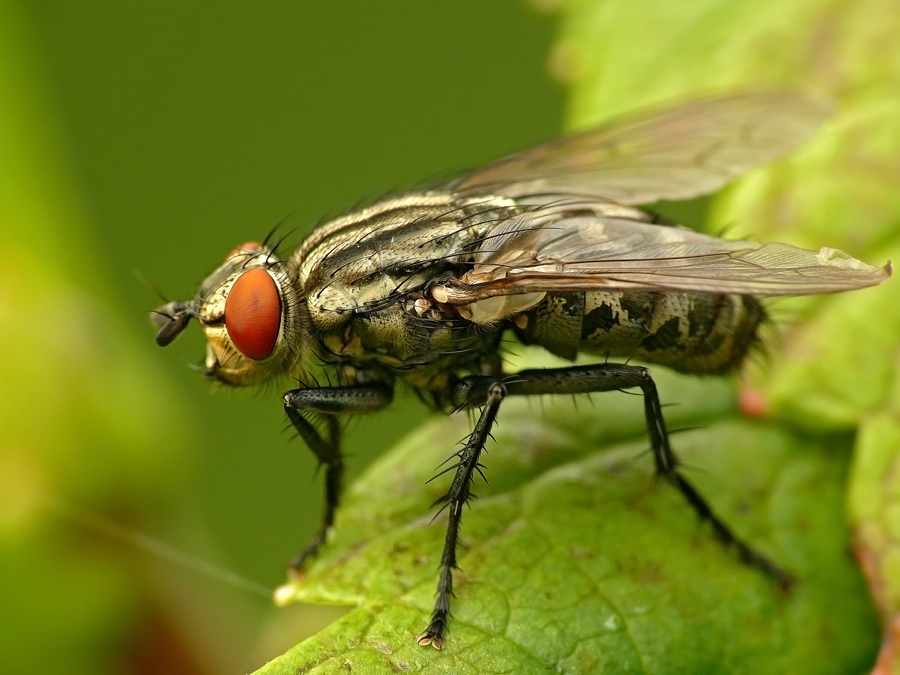 Fly Sarcophaga carnaria graue Fleisch