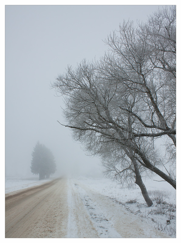 Über Bäume, Nebel und die Straße