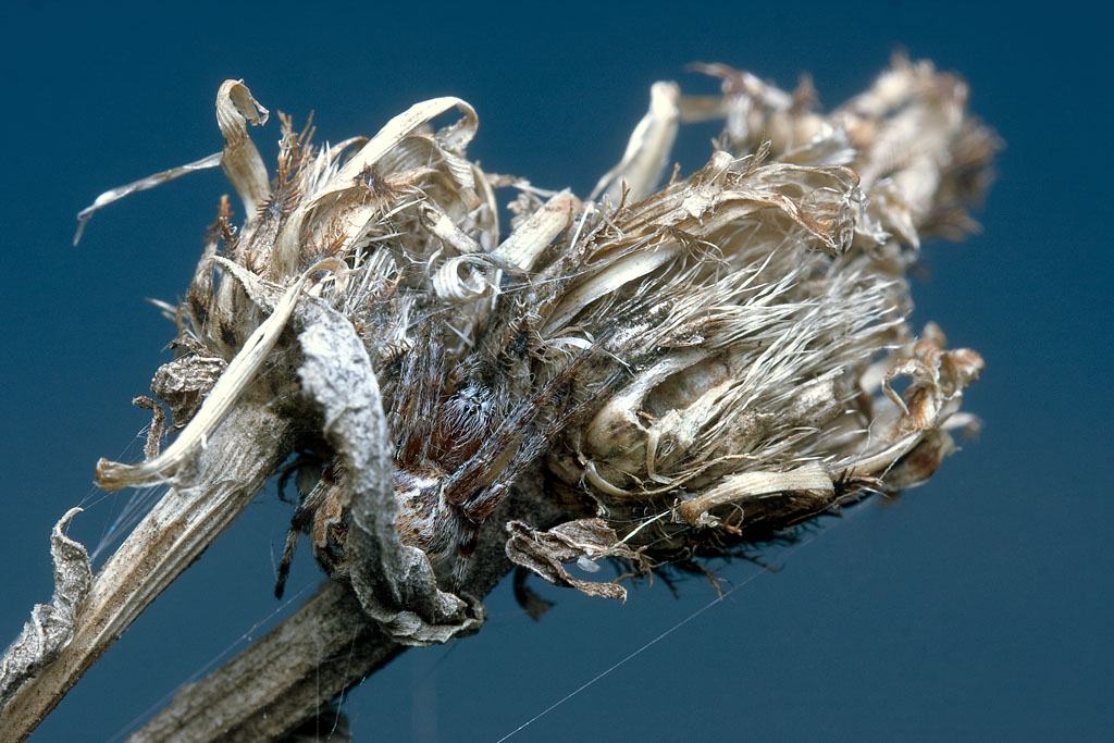 Finden Sie eine Spinne)