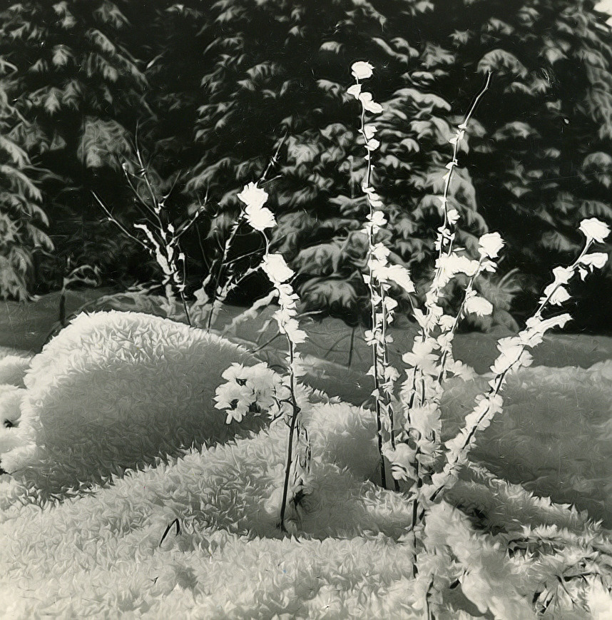 Flowers of Narnia ...